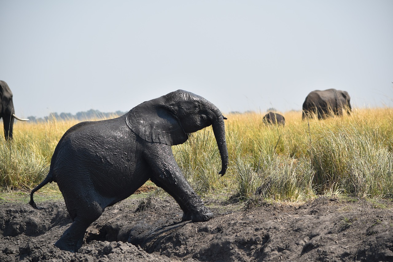 Image - botswana elephant baby