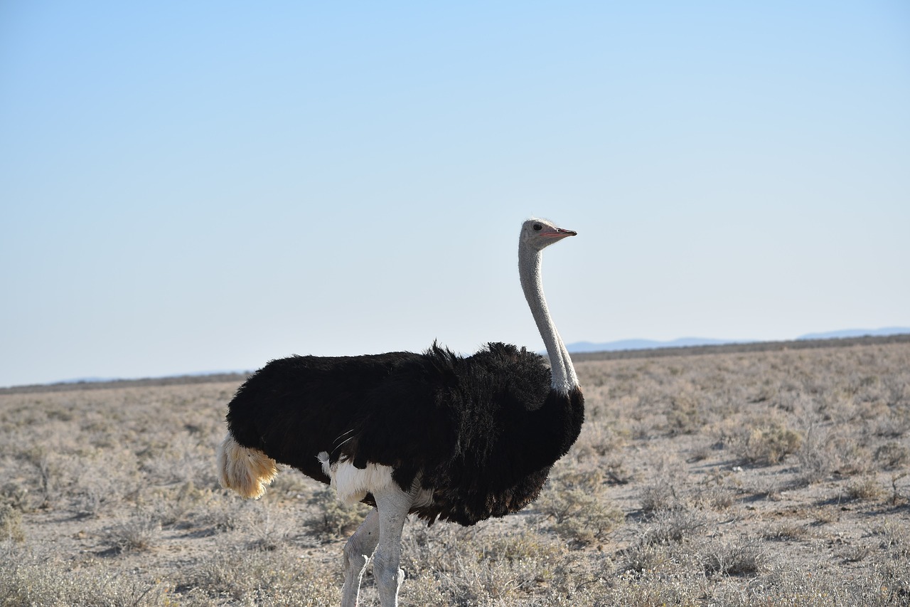 Image - southern african ostrich run