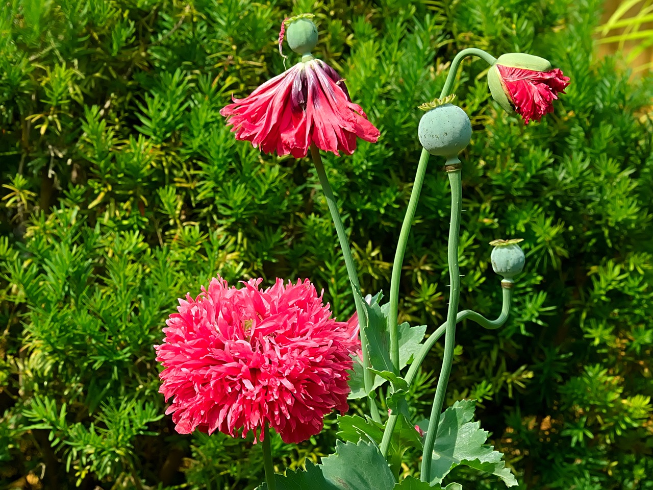 Image - poppy red filled poppy flower