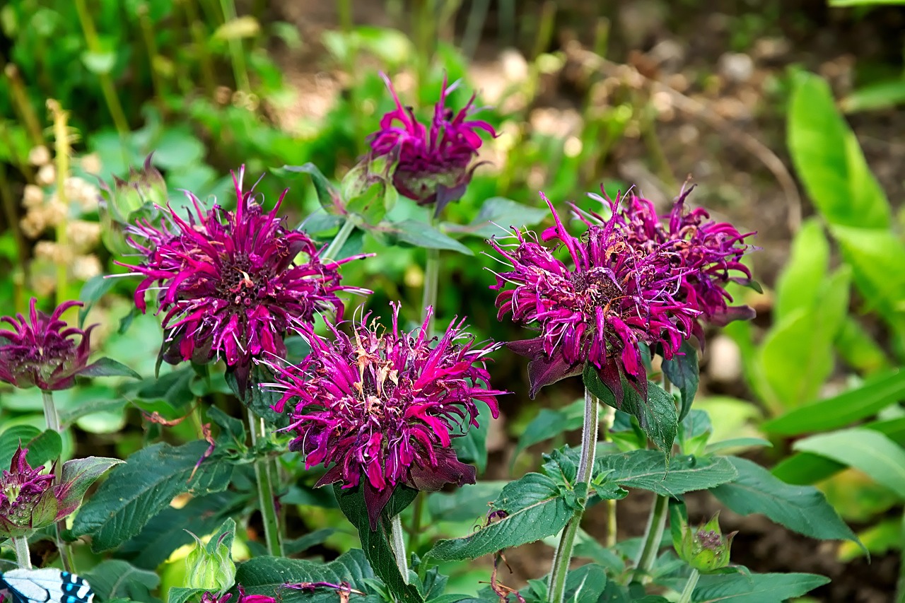 Image - indian nettle violet