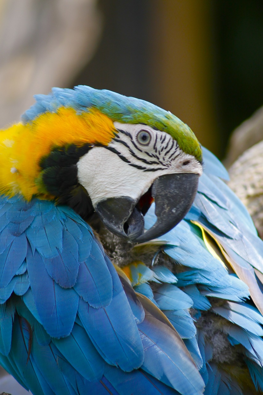 Image - bird bali in nature tropical