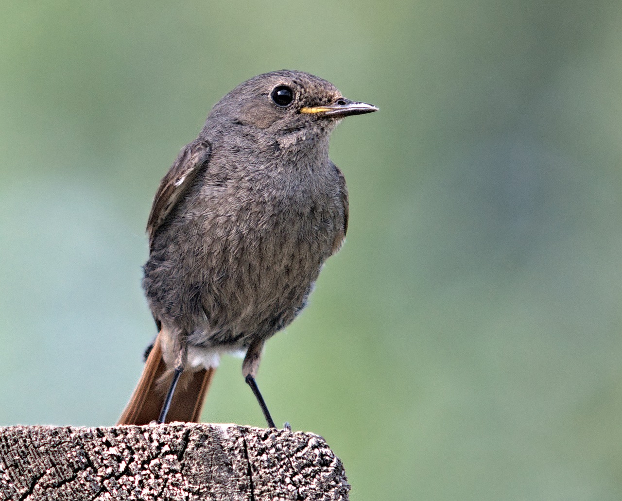 Image - cinderella bird nature birds