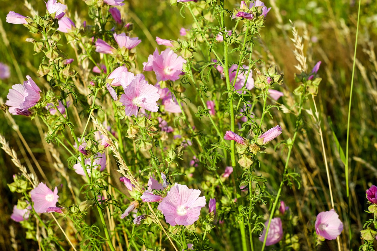 Image - roses mallow flowers flower meadow