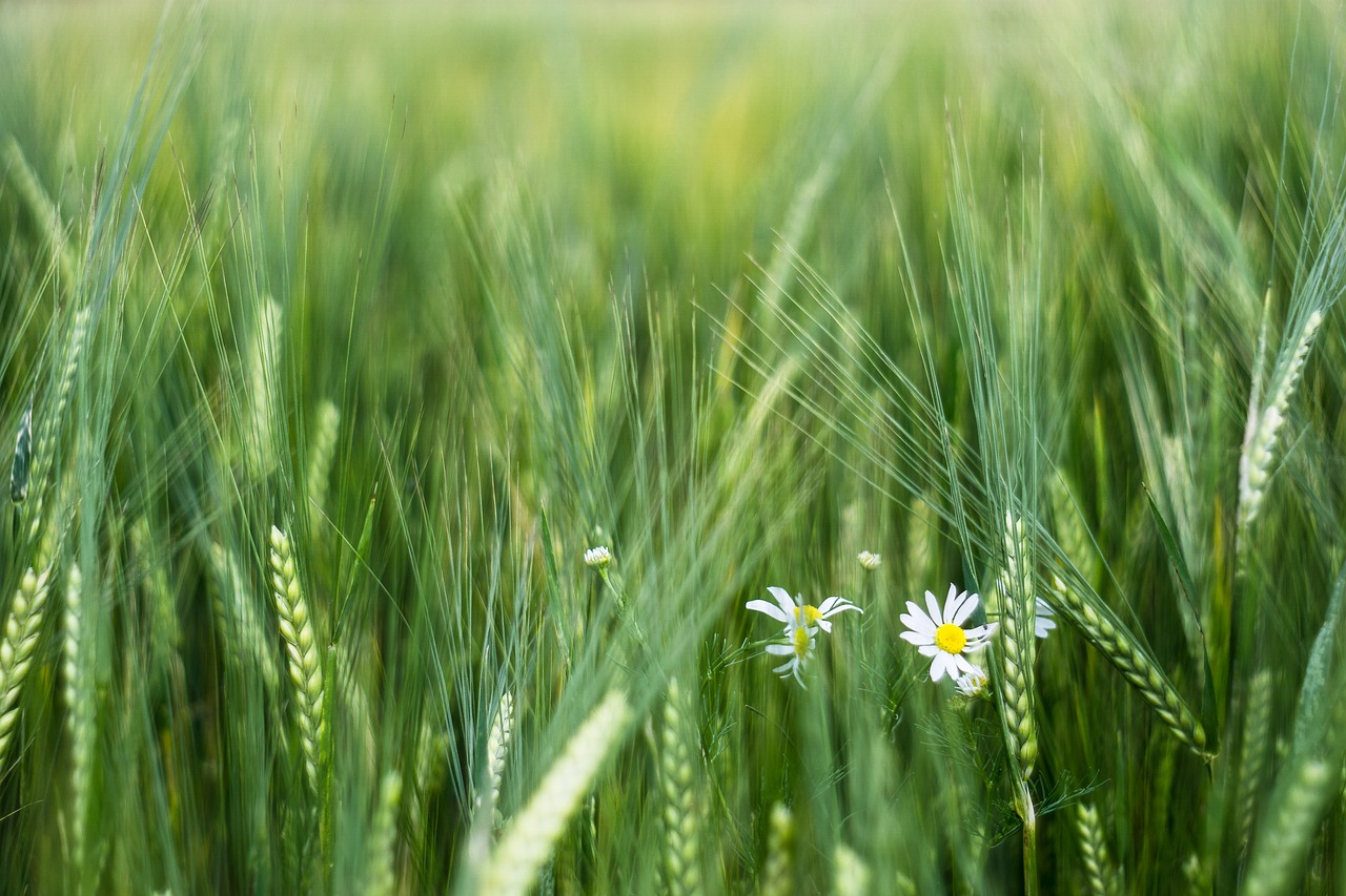 Image - corn barley field ears