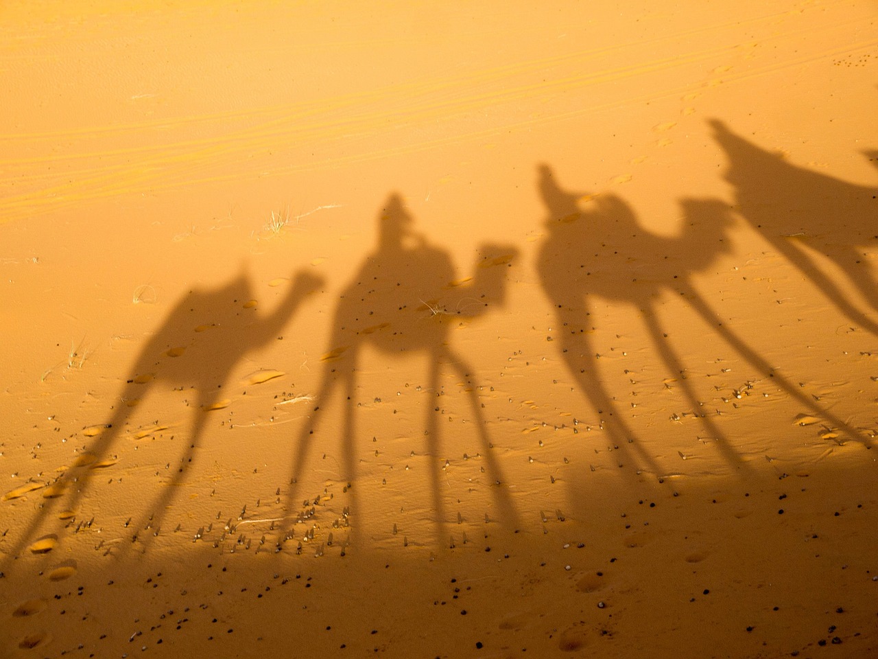 Image - camel shadow desert morocco