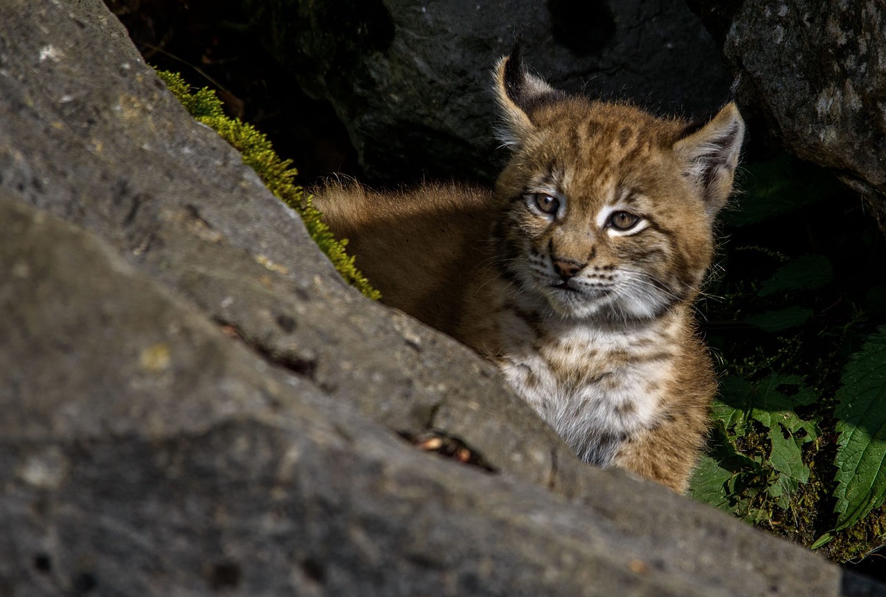 Image - young lynx lynx predator wildcat