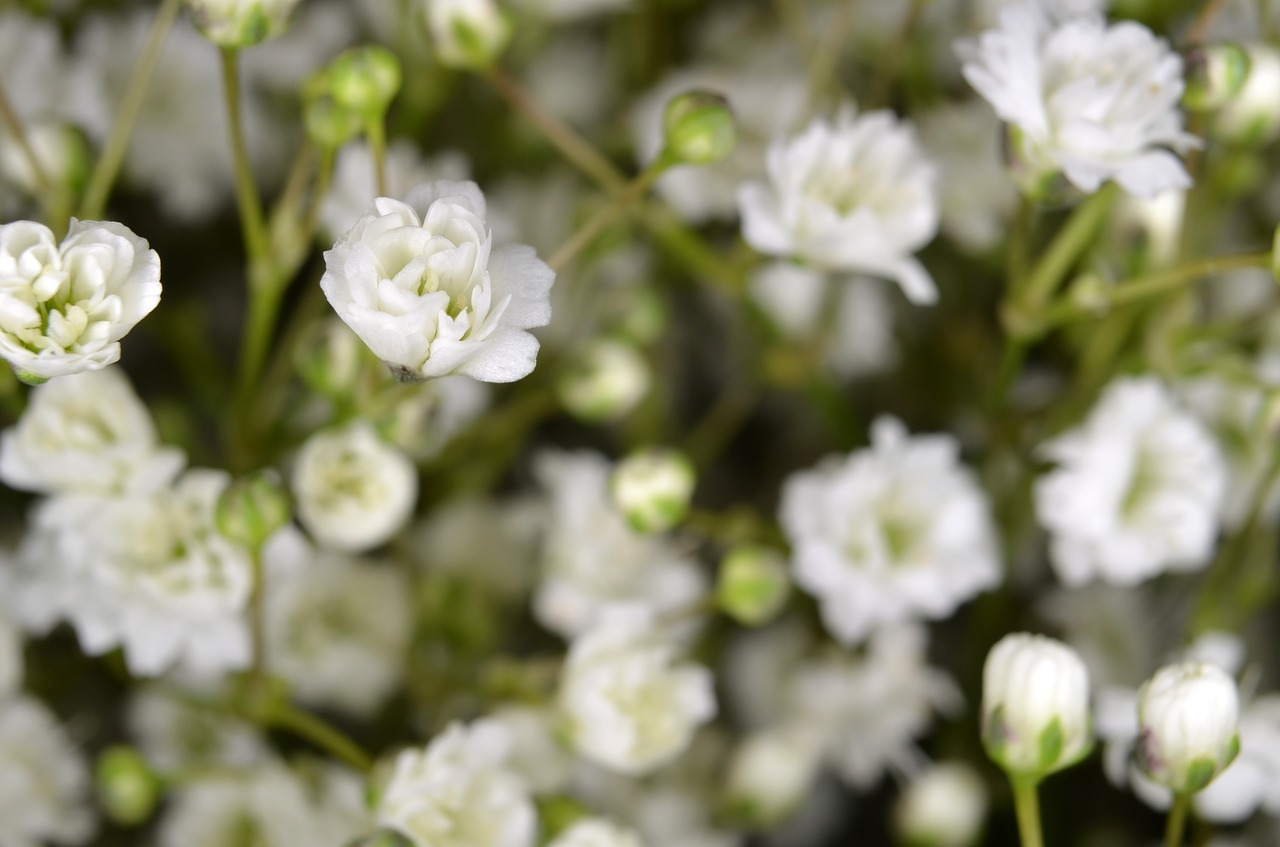 Image - gypsophila floristry flower