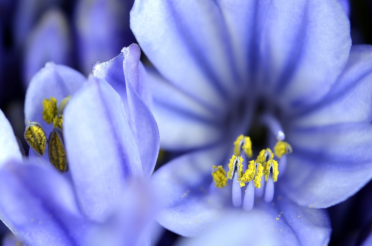 Image - agapanthus flower bloom blossom