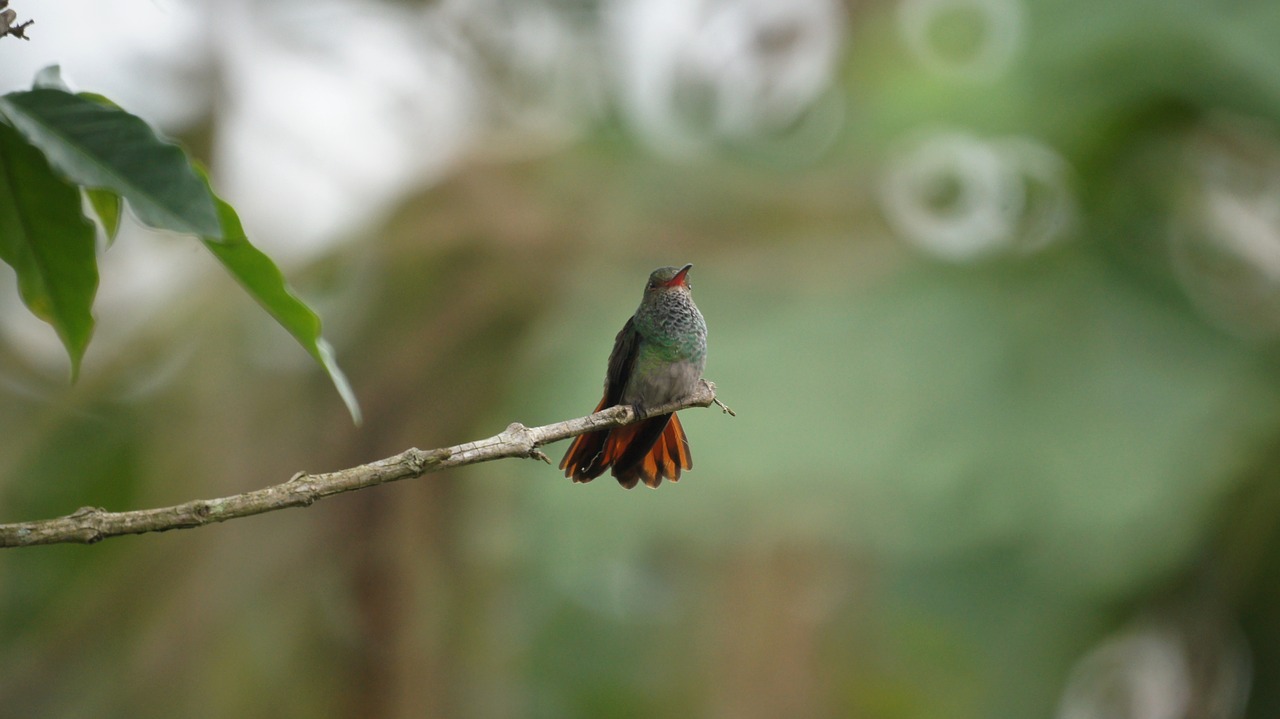 Image - fauna nature the india quindio