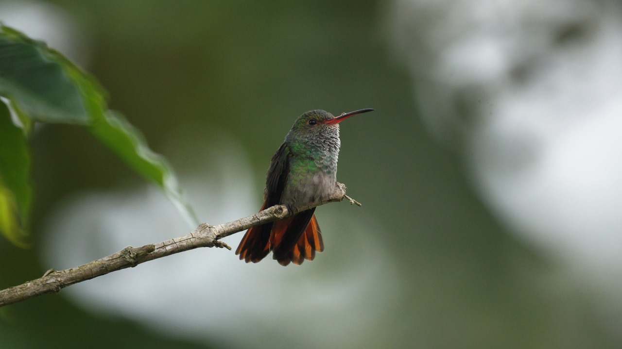 Image - fauna nature the india quindio
