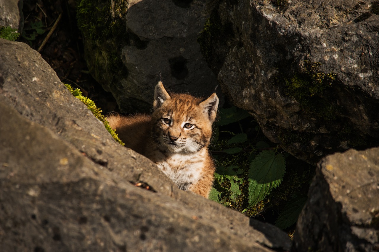 Image - young lynx lynx baby cat nature