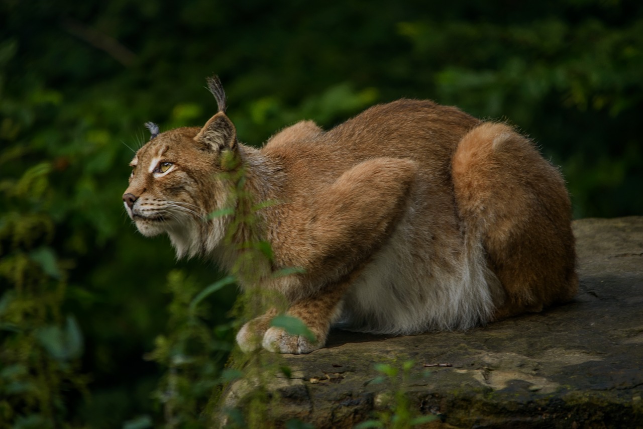 Image - lynx eurasischer lynx hunter