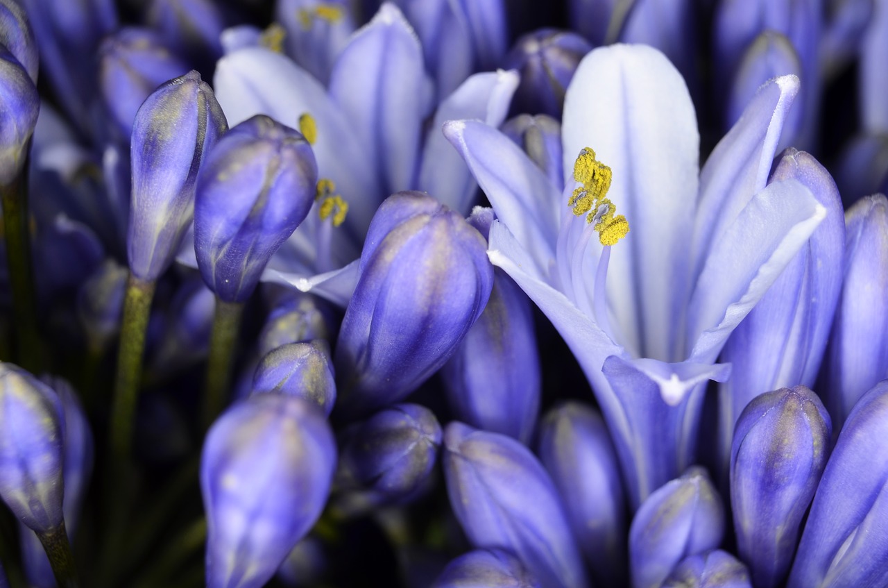 Image - agapanthus close nature close up