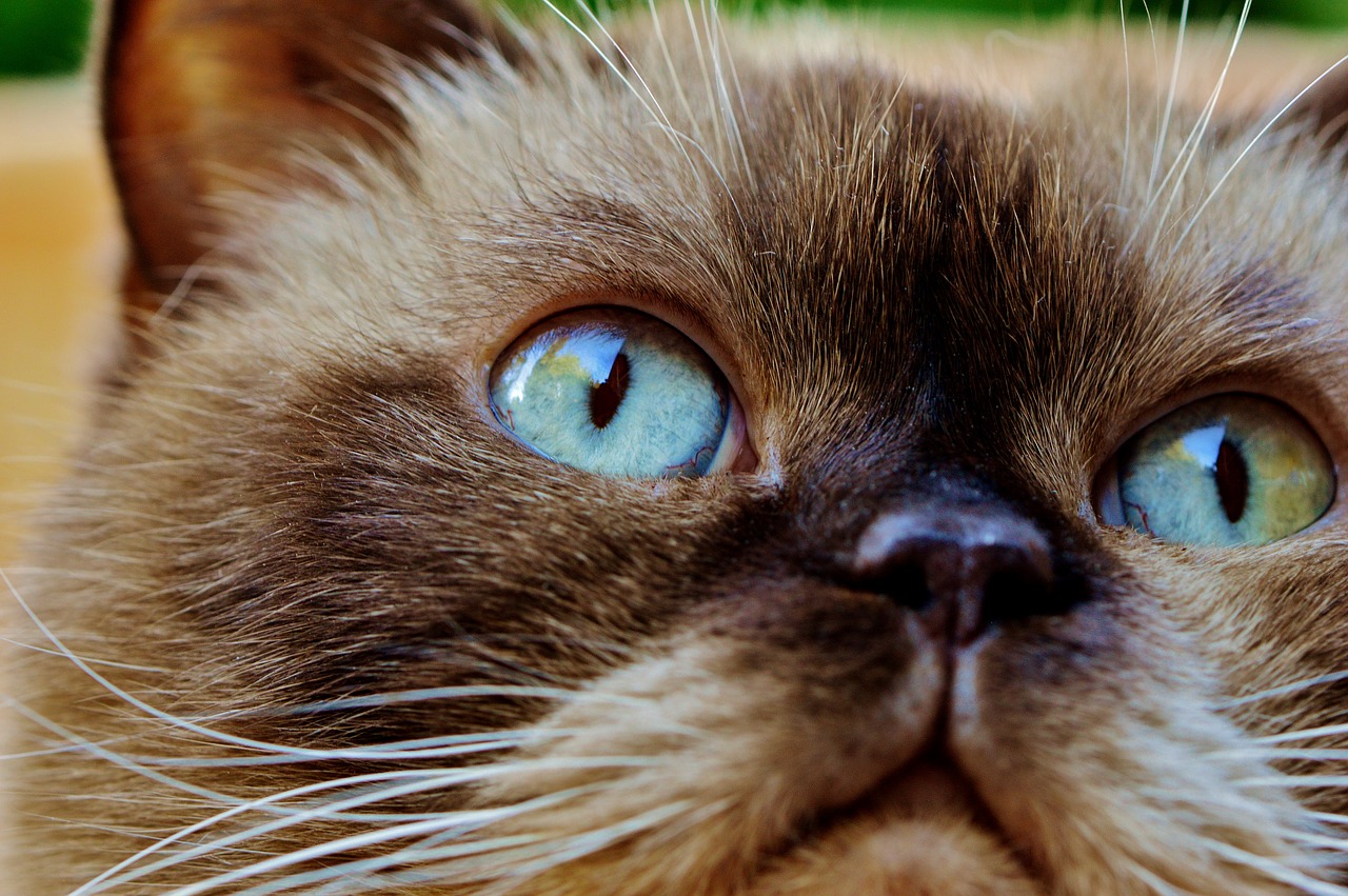 Image - british shorthair rest relaxed