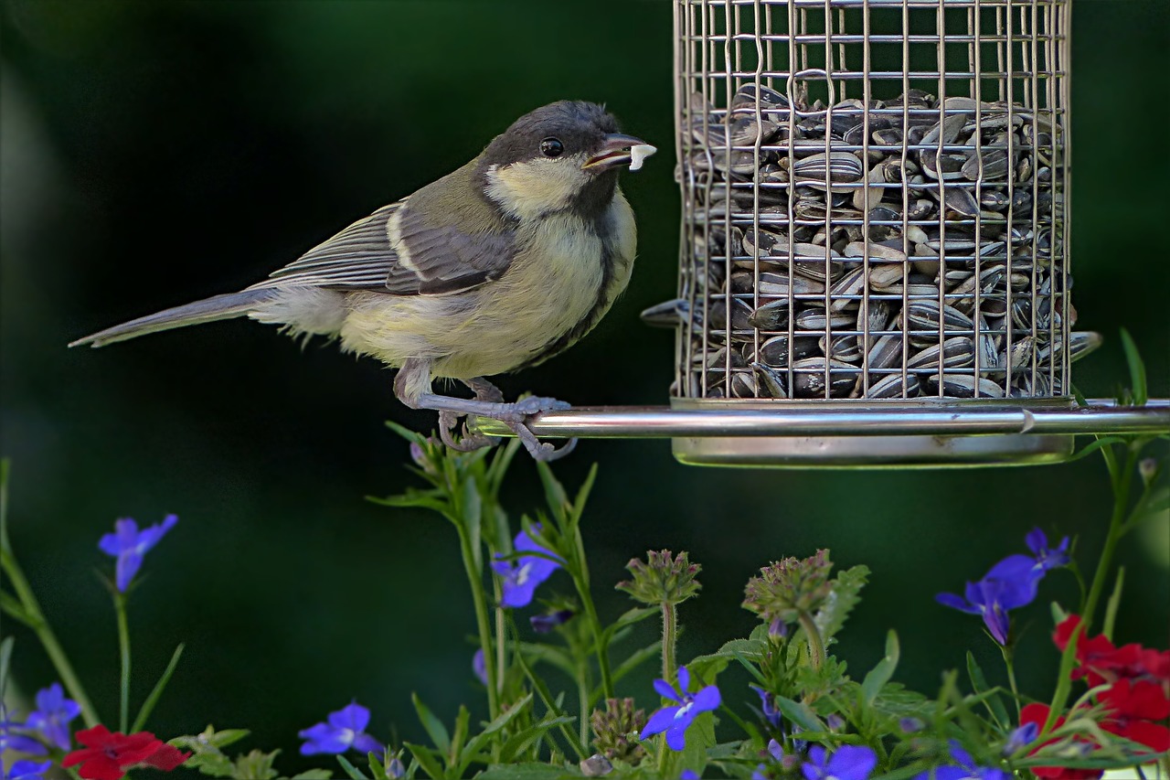 Image - bird tit parus major young