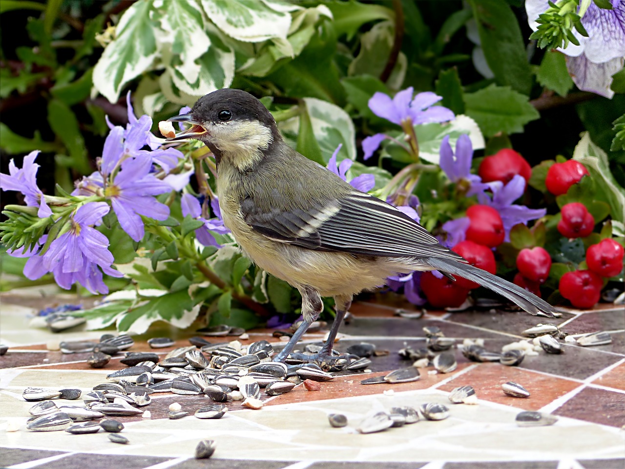 Image - bird tit parus major young