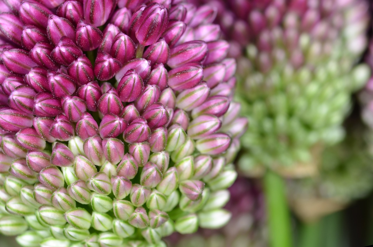 Image - allium ornamental onion