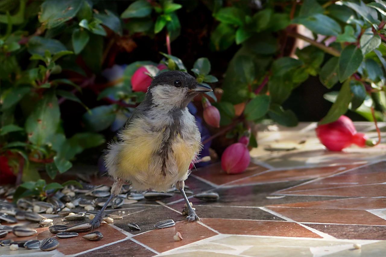 Image - bird tit parus major young