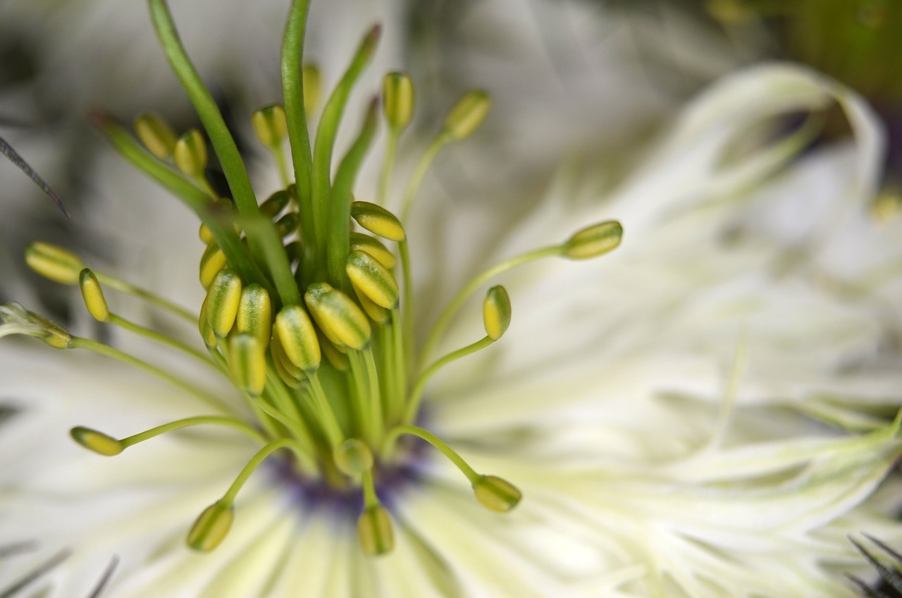 Image - virgin in the green nigella flower