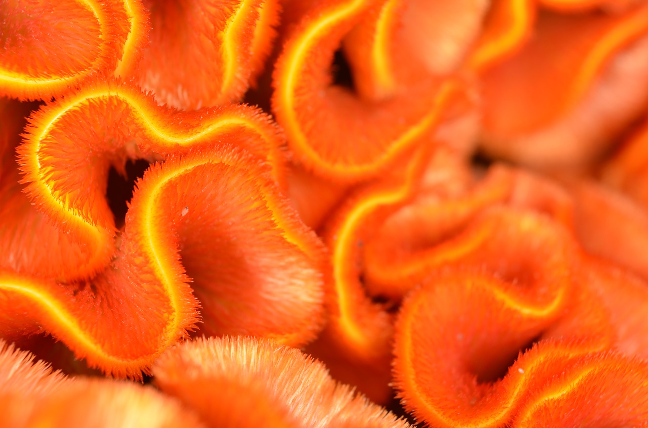 Image - celosia cockscomb nature garden