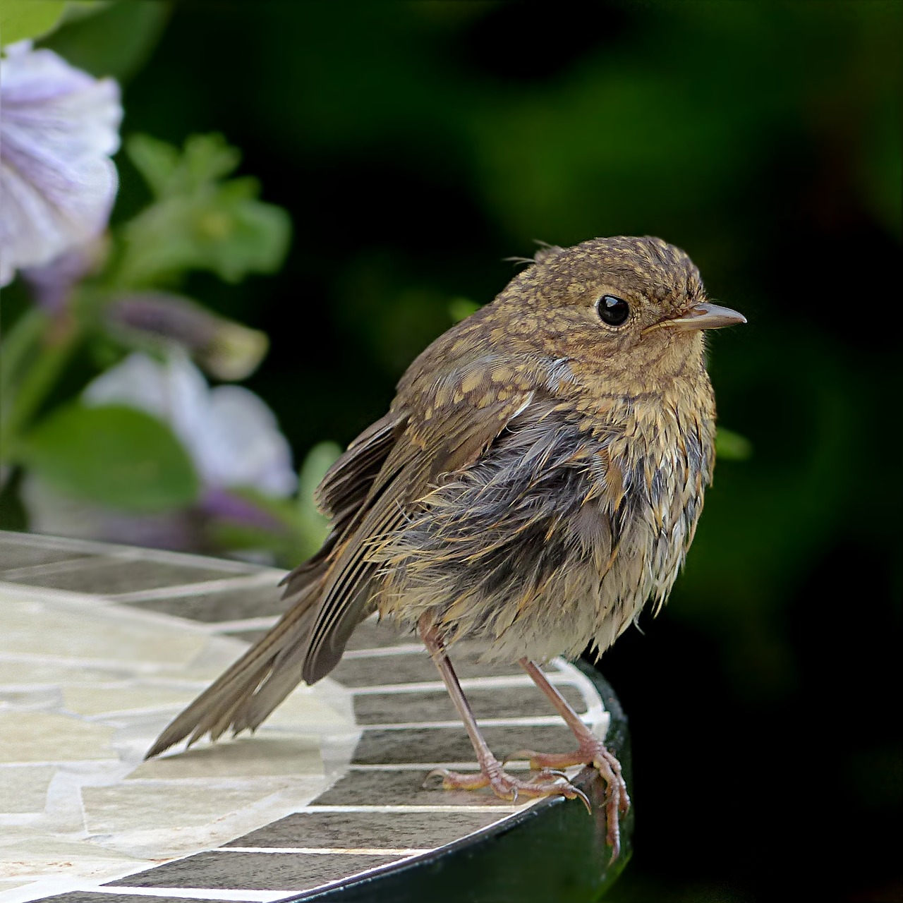 Image - bird robin erithacus rubecula young