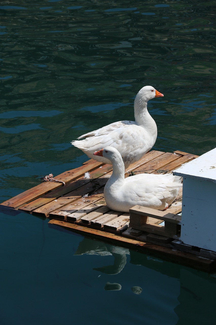 Image - duck marine bird animal peace