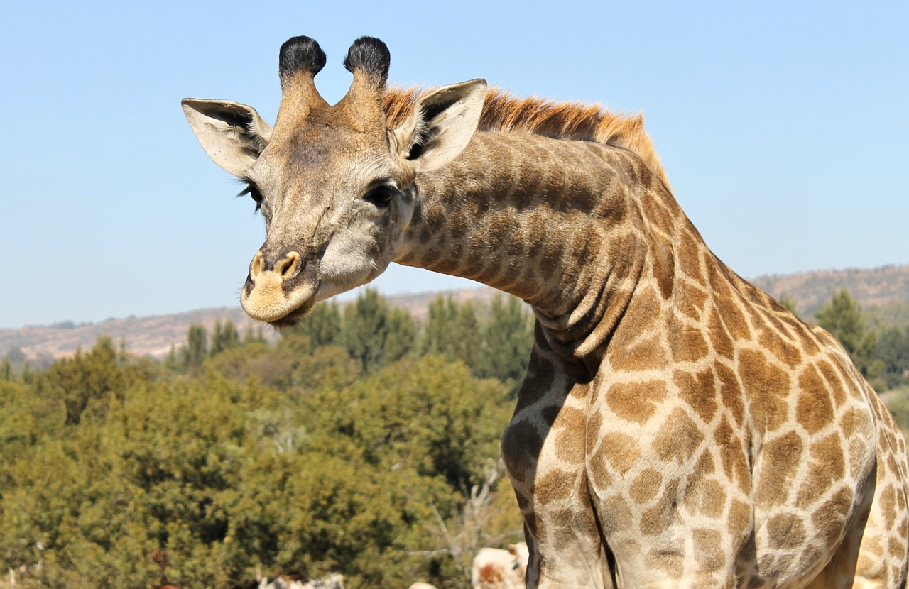 Image - giraffe inquisitive curious wild