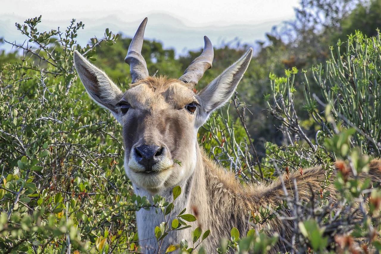 Image - eland wild africa wildlife animal