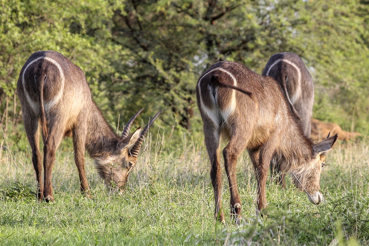 Image - waterbuck animal wild three africa