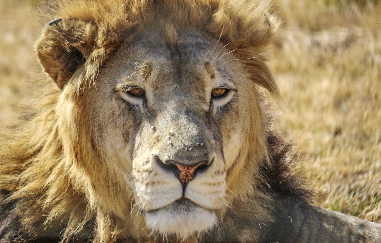 Image - lion male africa south wildlife