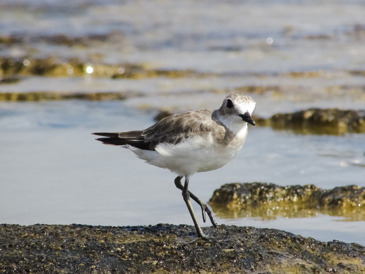 Image - stint grey seabird migratory