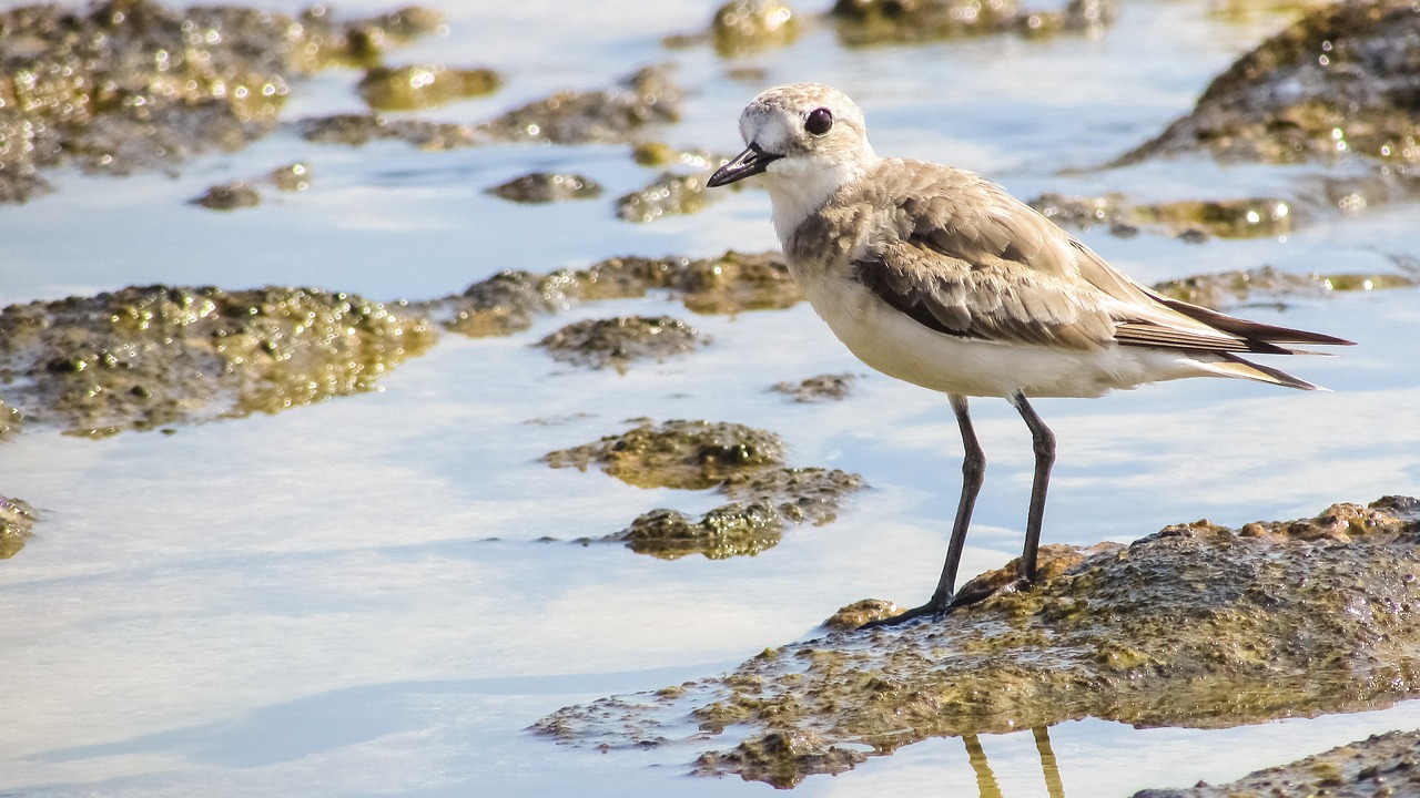 Image - stint grey seabird migratory