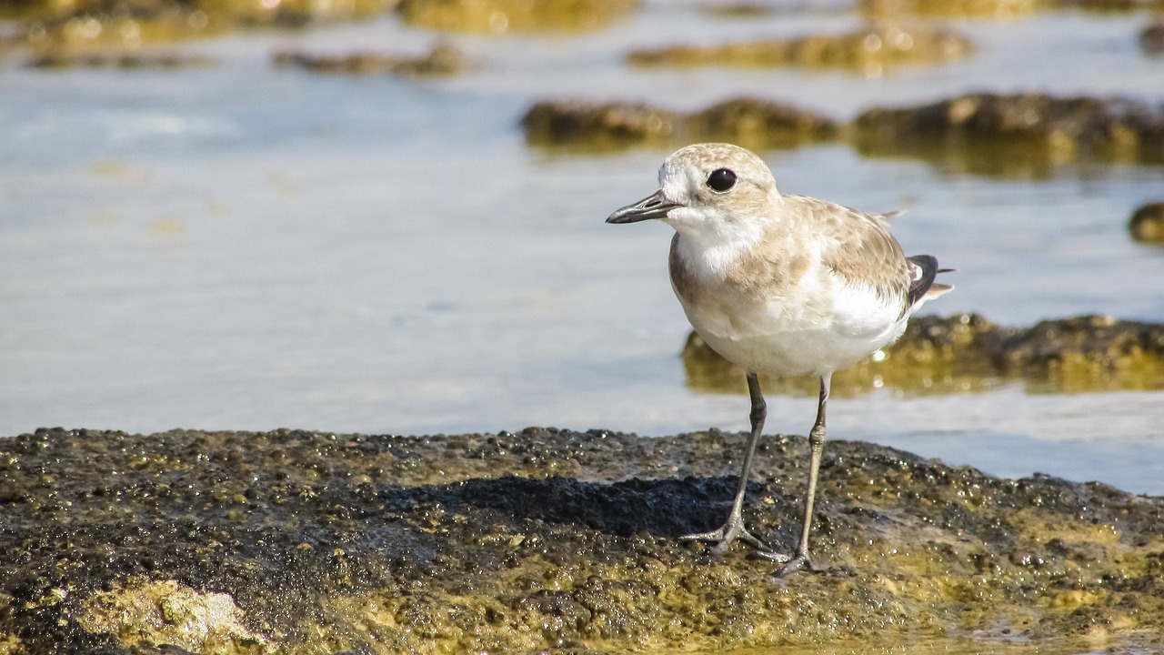 Image - stint grey seabird migratory