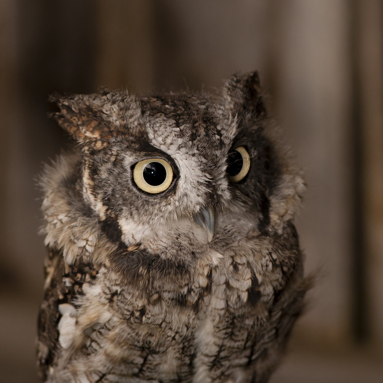 Image - little duke owl raptor