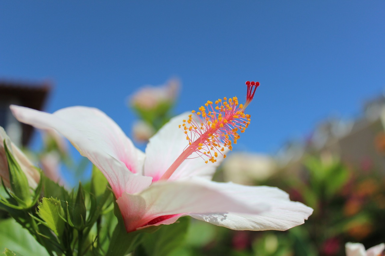 Image - crete summer greece nature island