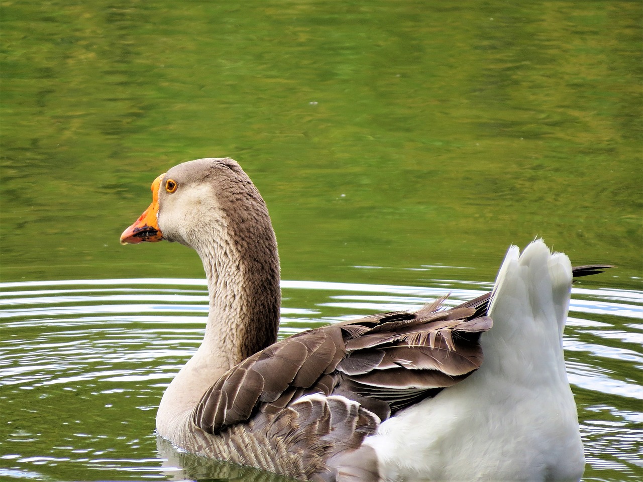 Image - water fowl brown white water wild