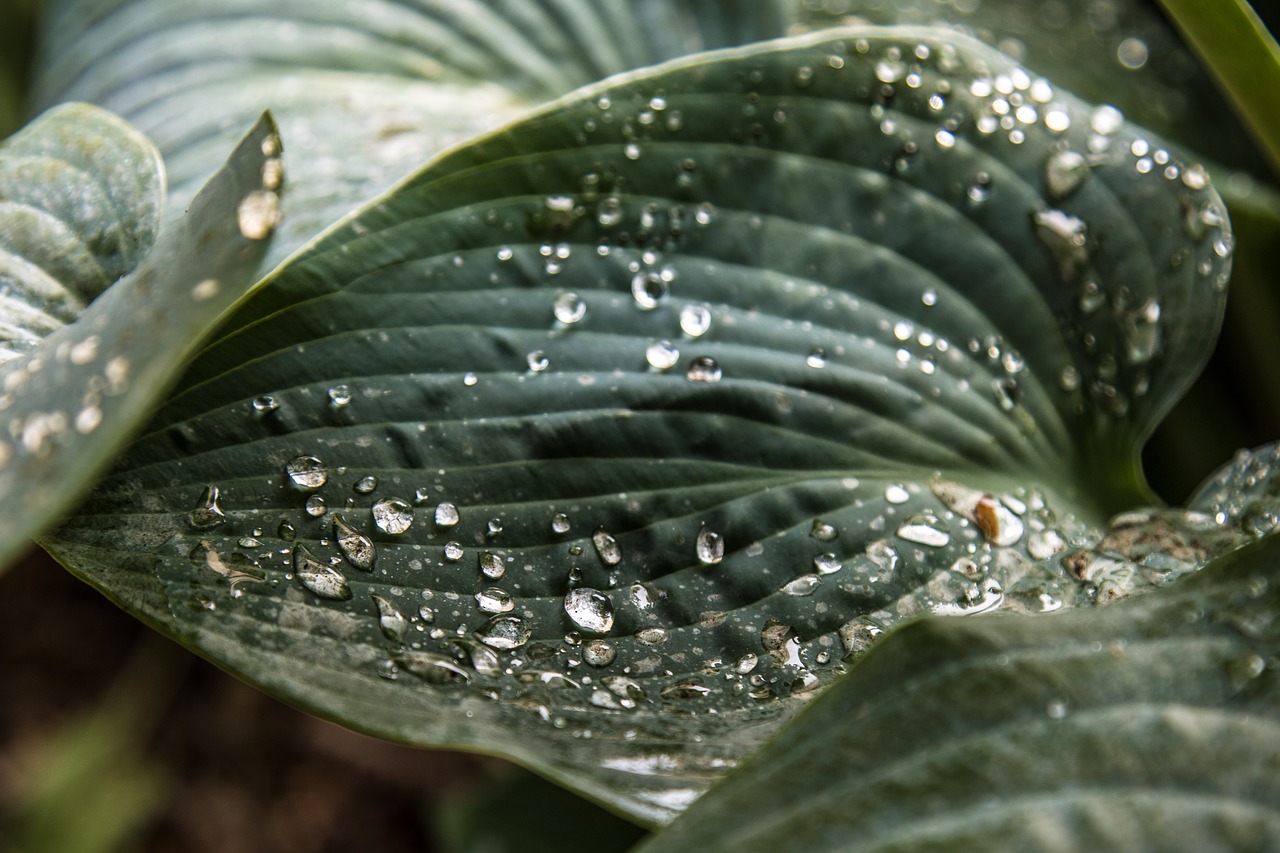 Image - plant rain rainy day leaf water