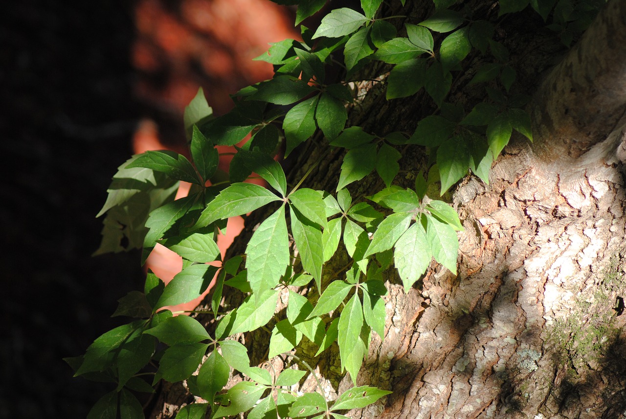 Image - ivy trees leaves green leaf