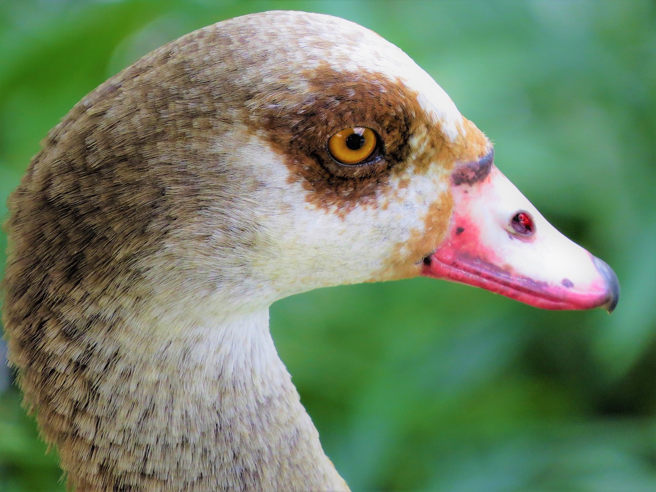 Image - water fowl close up wildlife nature