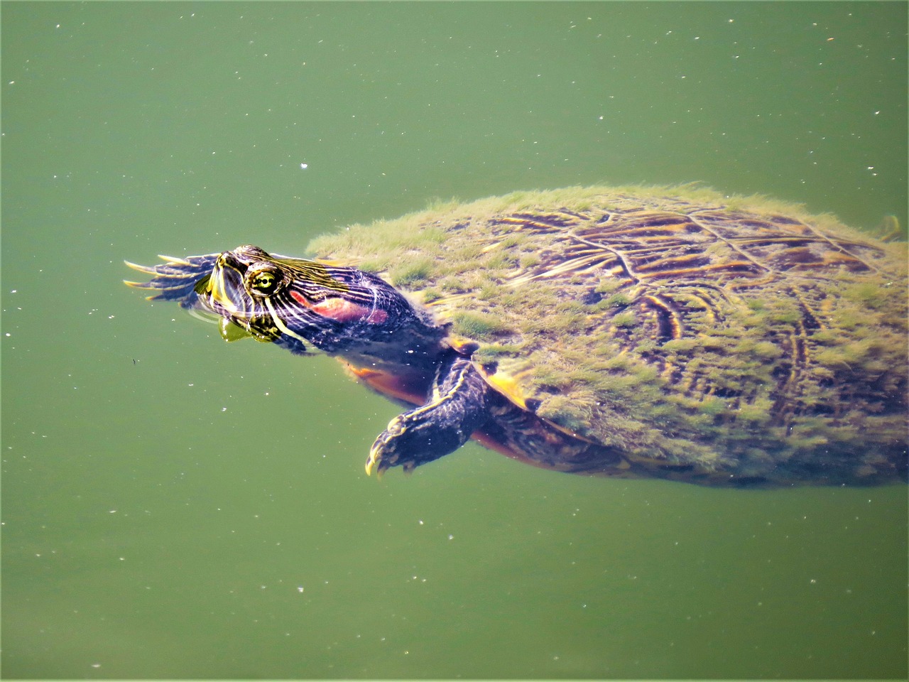 Image - turtle water bright colors wildlife