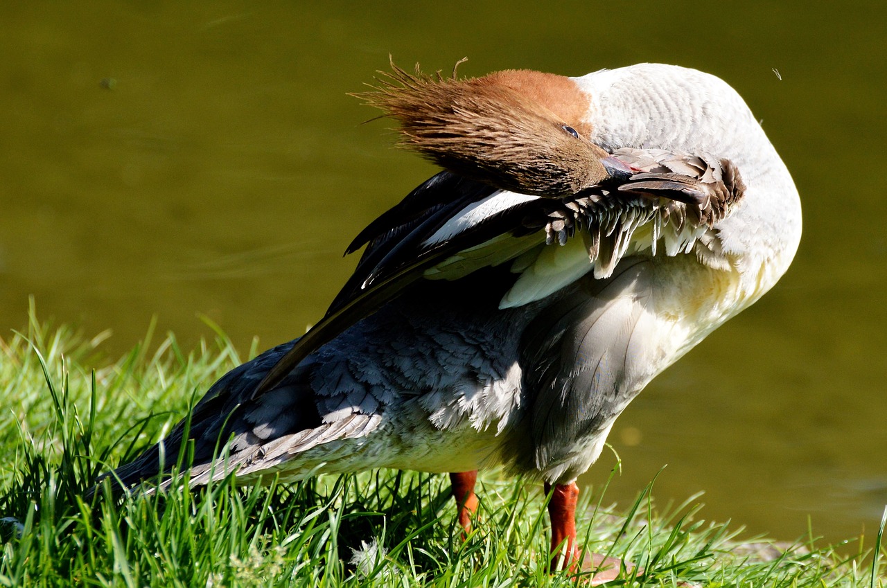 Image - merganser ducks waterfowl bird