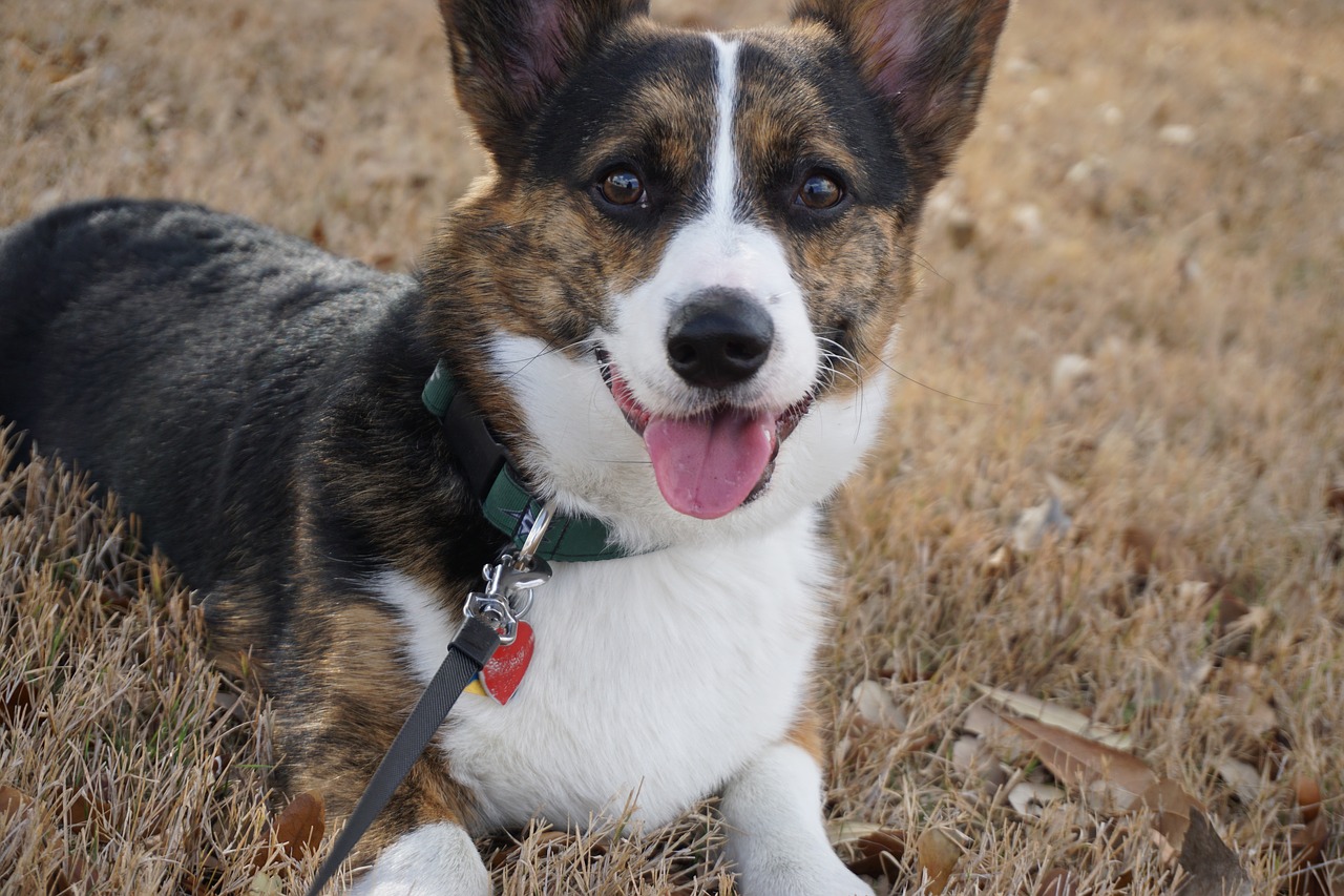 Image - corgi dog animal