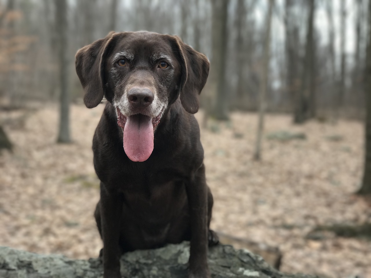 Image - chocolate labrador chocolate lab lab