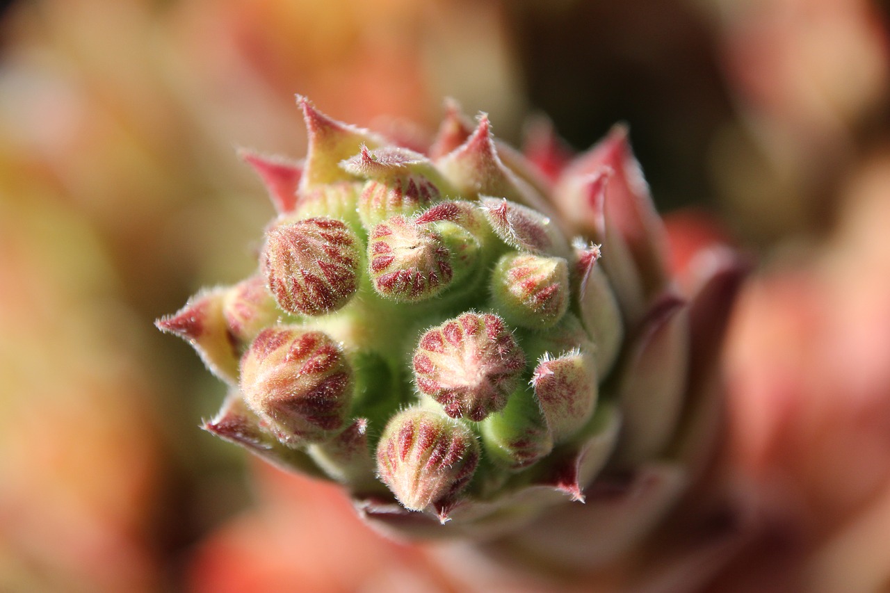 Image - wurz blossom bloom stone garden