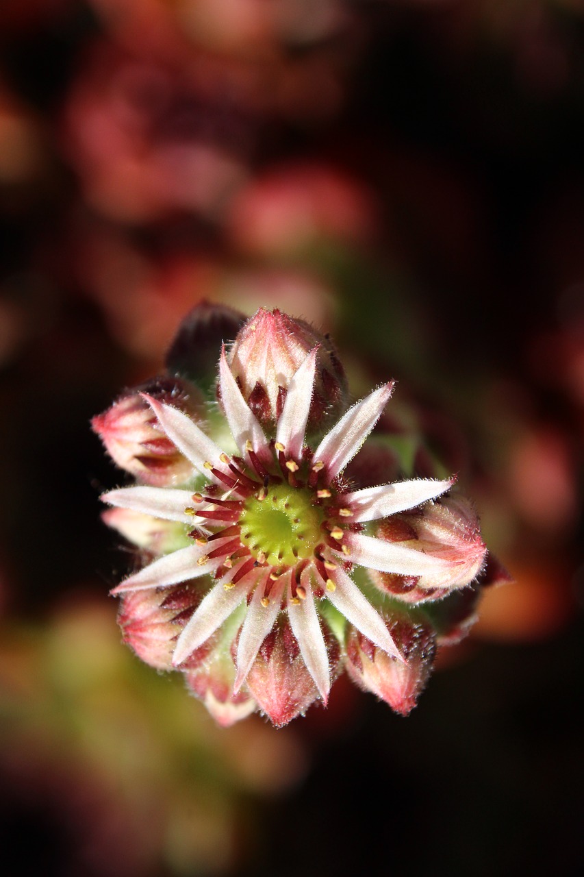 Image - wurz blossom bloom stone garden