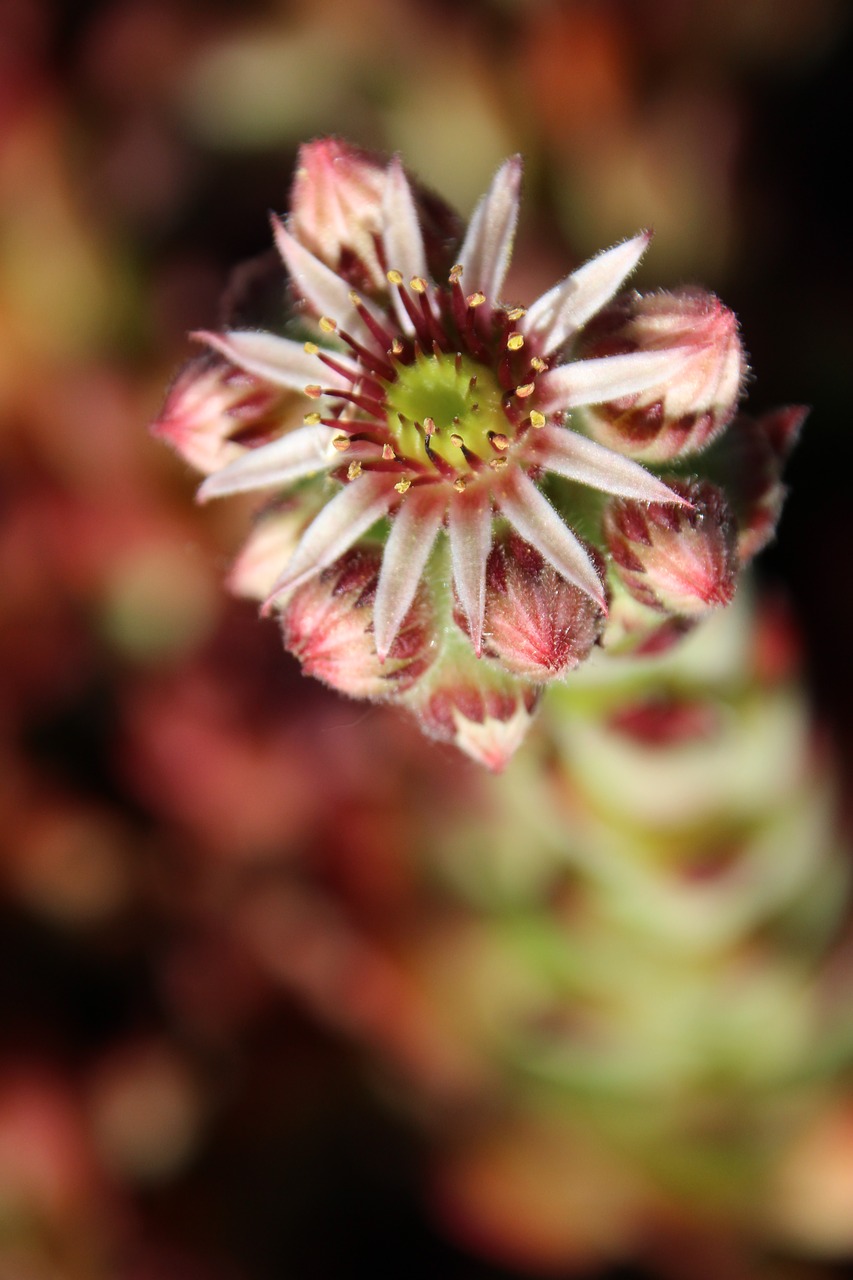 Image - wurz blossom bloom stone garden