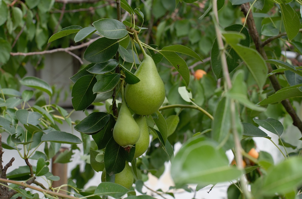 Image - green pears fruits gardening