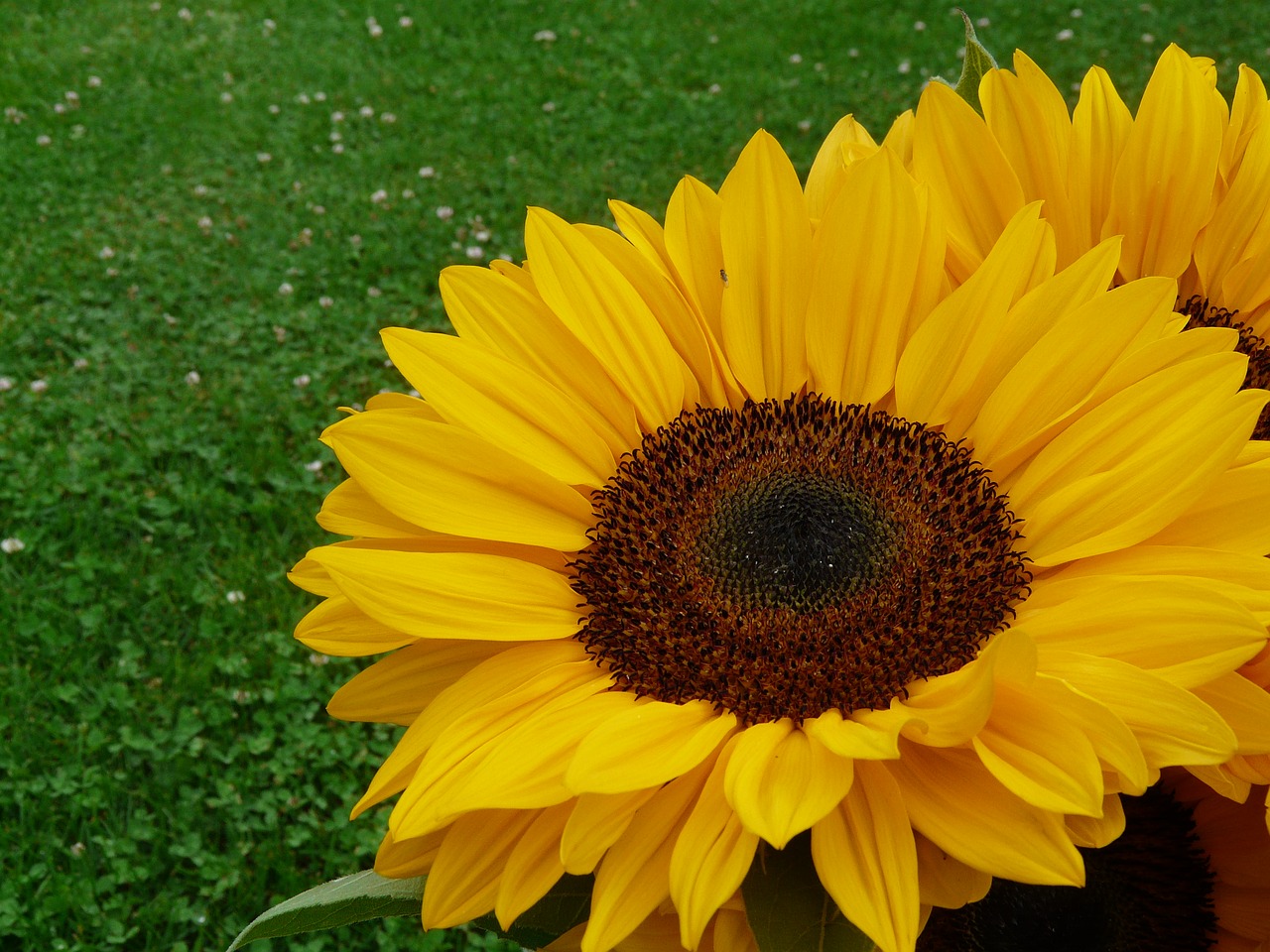 Image - sunflower yellow summer july