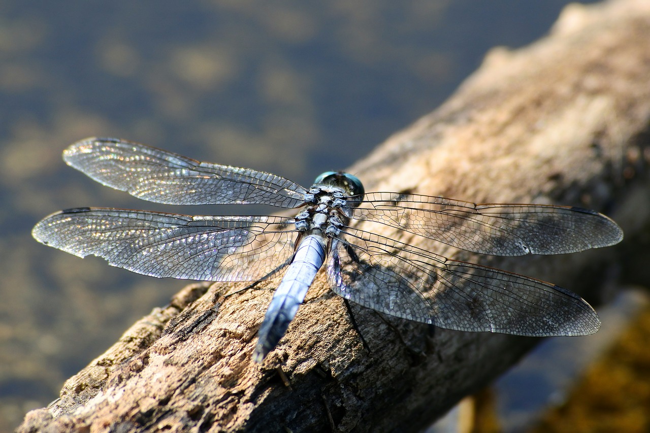 Image - natural landscape insect dragonfly