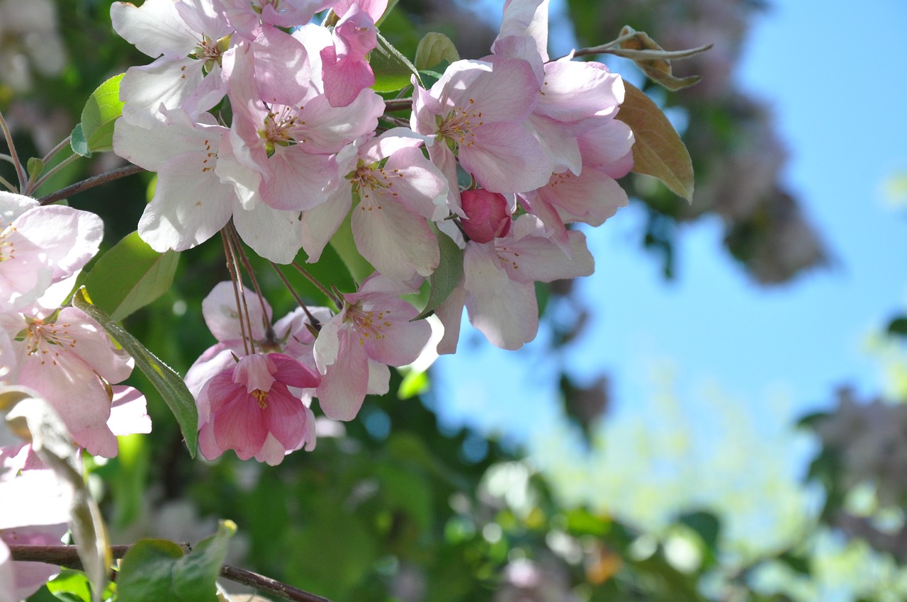 Image - flowers spring apple blossoms